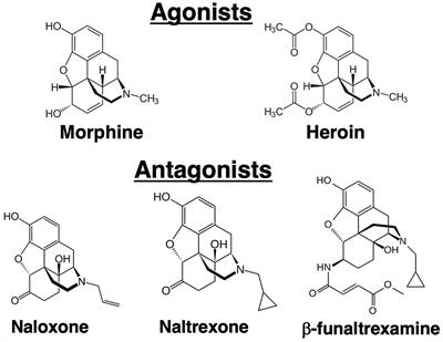 The Role of Opioid Receptors in Immune System Function